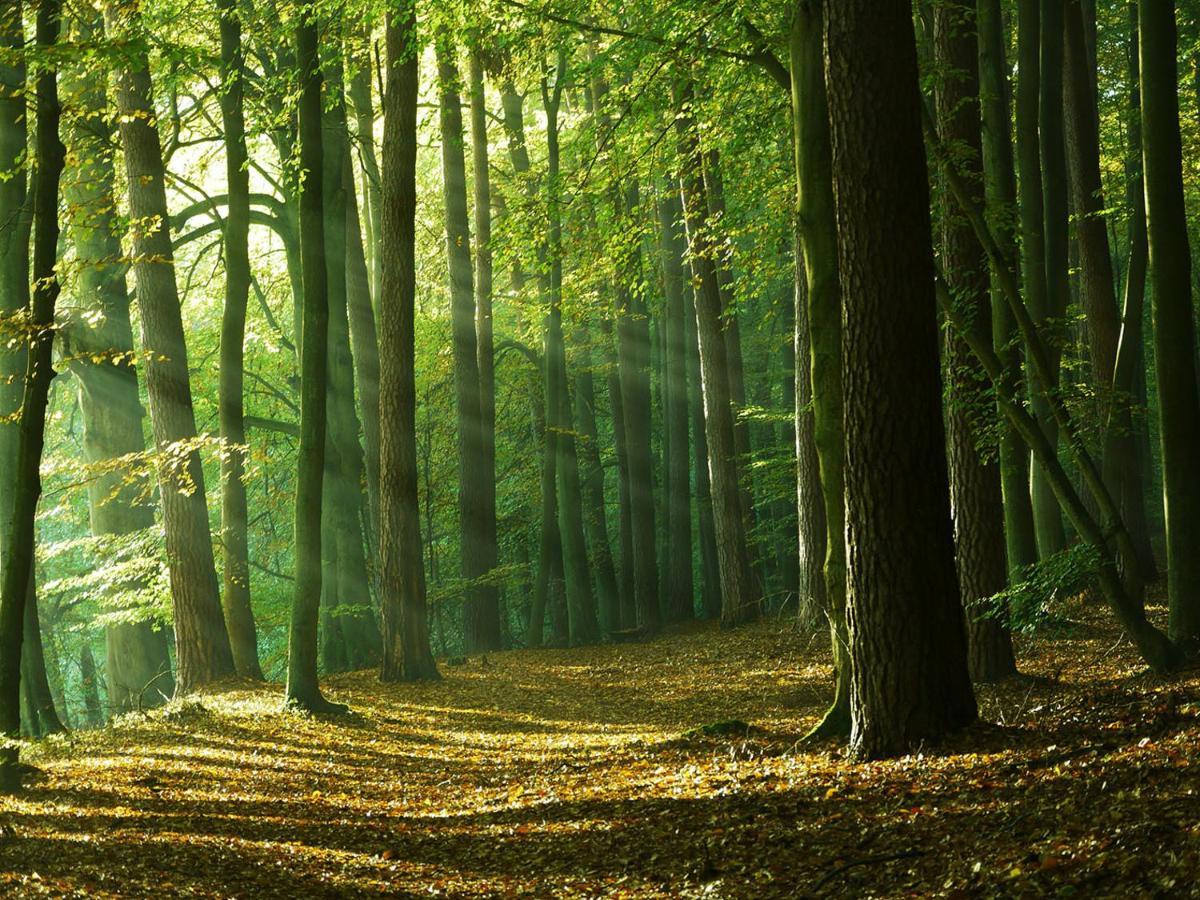 Waldschenke Stendenitz Uebernachten Im Wald Am See Neuruppin Extérieur photo